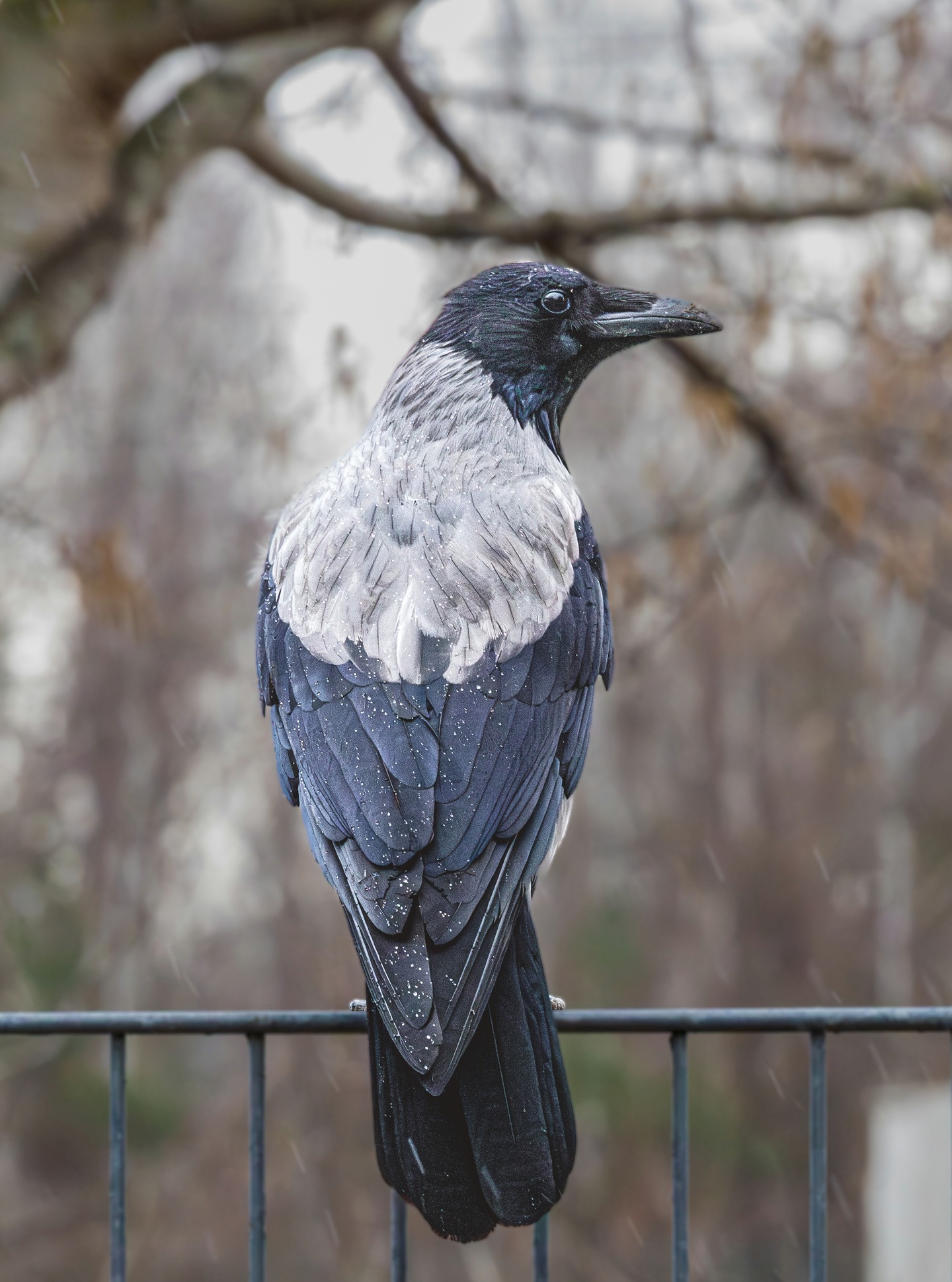 Crow in the rain