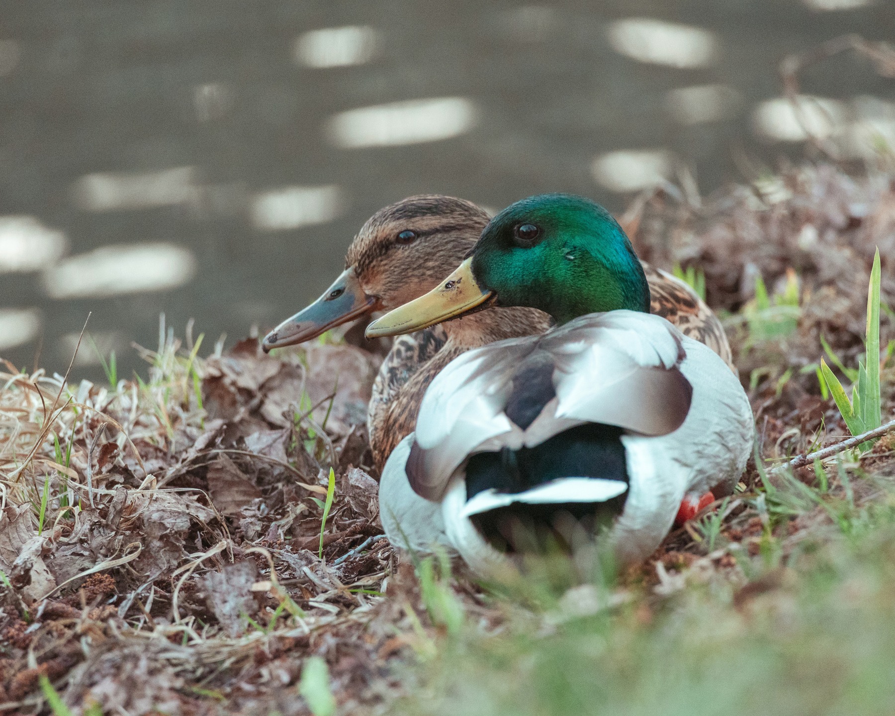 Duck Couple