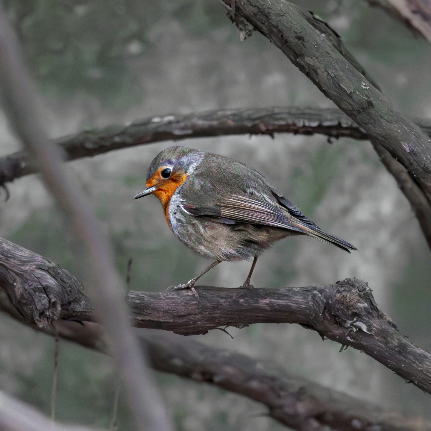 Robin