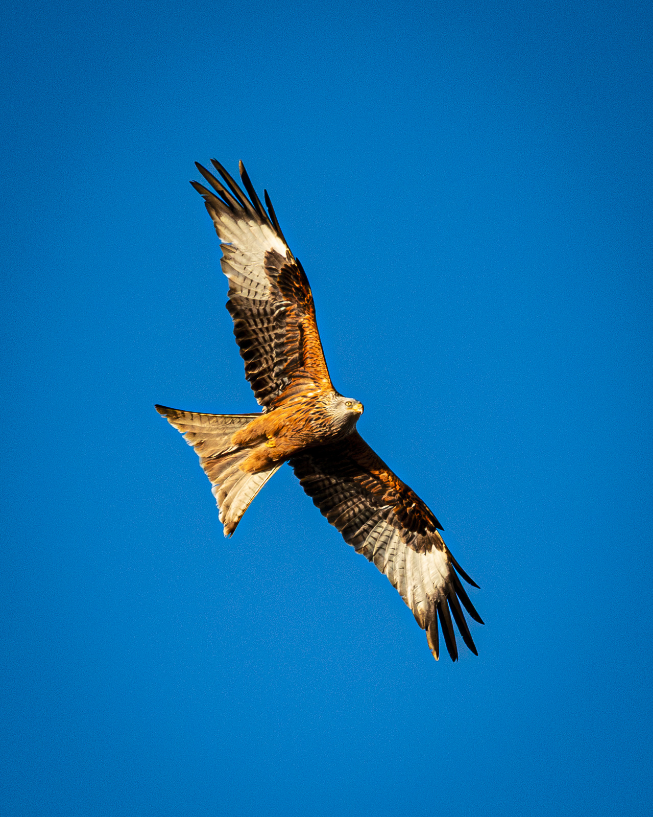 Red Kite