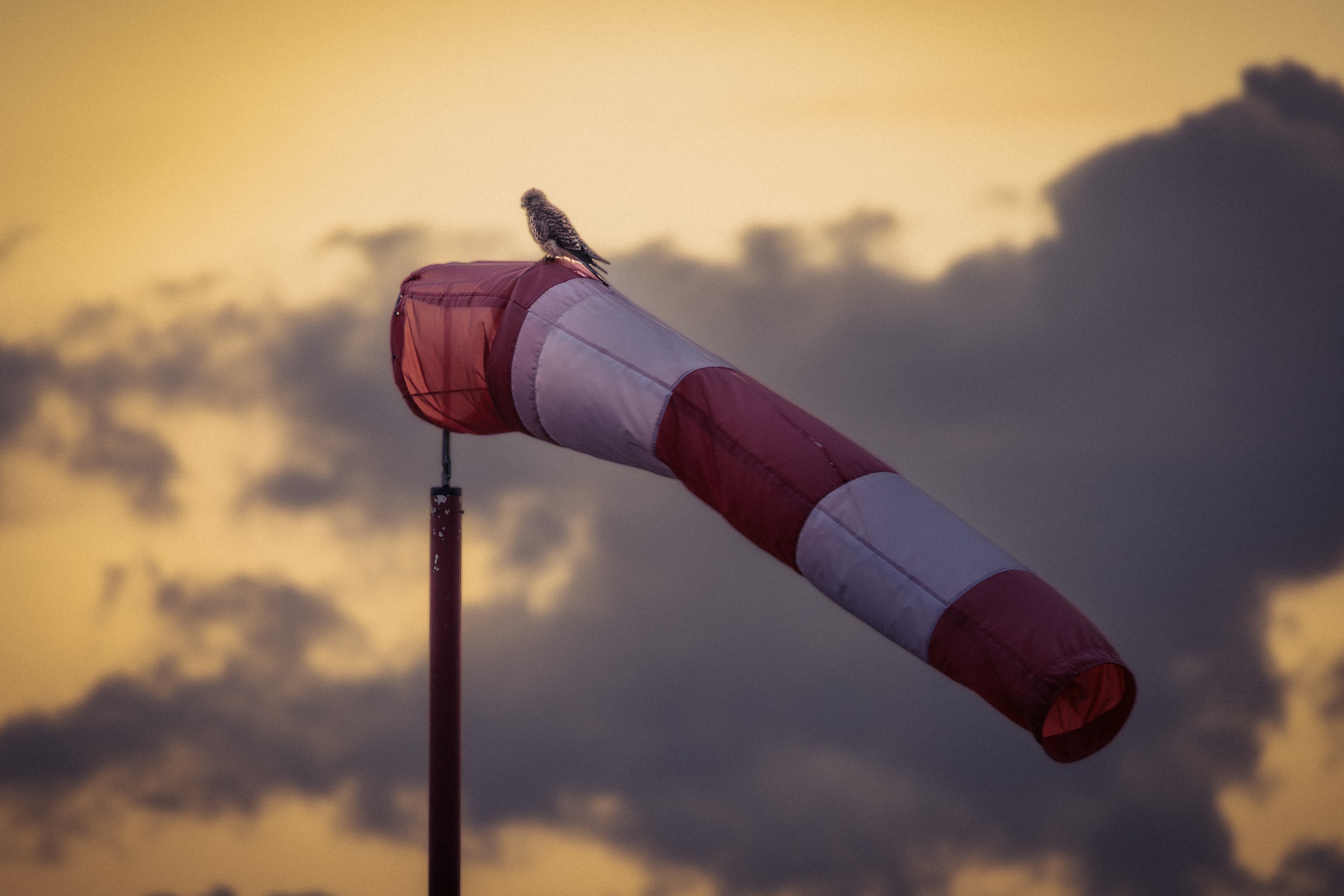 Kestrel on wind sock